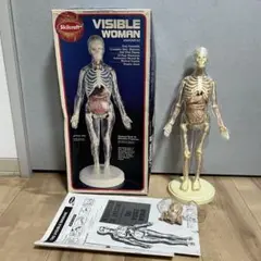 Skilcraft　VISIBLE WOMAN　女性　人体解剖図色分解剖学キット