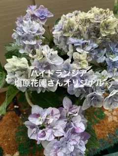 アジサイ ハイドランジア 塩原花園 2025年新品種 久遠(くおん) アジサイ ハイドランジア 塩原花園 2025年新品種 久遠(くおん) 鉢花