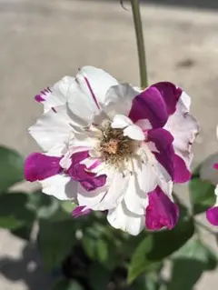 【レア薔薇】【ラベル付】【正規品接木苗】イチゴイチエ　一期一会【大苗】 正規品】一期一会薔薇接木苗 希少品種 ラベル付き 開花株（大苗6