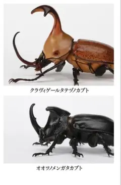 いきもの大図鑑　かぶとむし06
