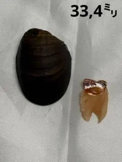 貝殻標本　カミングフネアマガイ蓋付