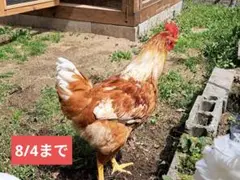 ボリスブラウン　有精卵　8個　8/4まで