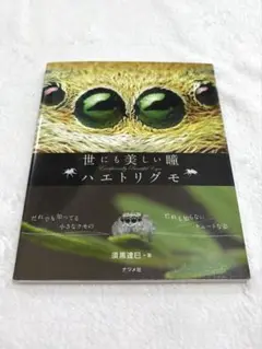 世にも美しい瞳 ハエトリグモ／須黒 達巳