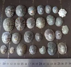 カサガイの殻　27個　欠け有り