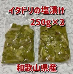 山形県産 イタドリ塩漬け　3kg(1kg×3袋) 山菜　野菜　塩蔵 山形県産 イタドリ塩漬け 3kg(1kg×3袋) 山菜 野菜 塩蔵 - メルカリ