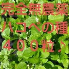 Item thumbnail for item 69e013b3-0dae-4d56-8a07-9e1959f7c69a