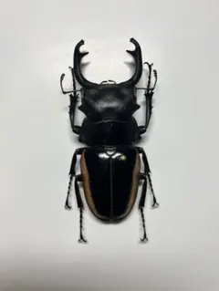 サキシマヒラタクワガタ 標本 サキシマヒラタクワガタ♂標本 - メルカリ