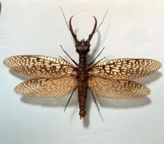 m40707303150_1.jpg?1726280107