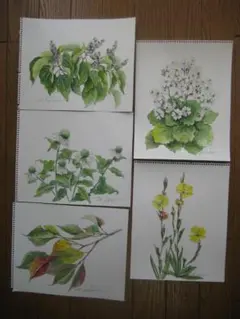 原画　季節の草花（その６）水彩画５点