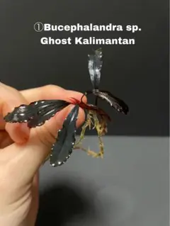 ブセファランドラ　Ghost Kalimantan 小株群生 水上葉 ブセファランドラ水槽 ゴーストカリマンタン(^^)/ - JMD weeds diary