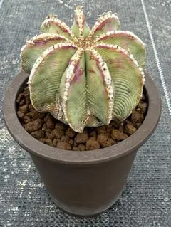 t*e様 ◆オークション　花籠　発根株　サボテン　多肉植物 ◇オークション 花籠 発根株 サボテン 多肉植物 - メルカリ