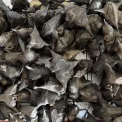 菱の実　ひしの実　50個