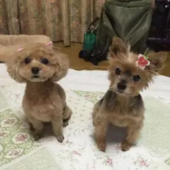 ジュニア様ご確認用