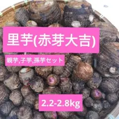 2025年最新】赤芽芋の人気アイテム - メルカリ