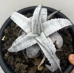Dyckia pampeana × braunii　パンペアナ ブラウニー Dyckia pampeana × braunii パンペアナ ブラウニー - メルカリ