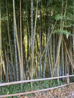 ⭐︎割引特典あり⭐︎アジュバン⭐︎カスイセット