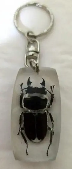 サキシマヒラタクワガタ 標本 サキシマヒラタクワガタ♂標本 - メルカリ