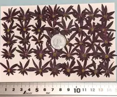 押し花、西洋大文字草