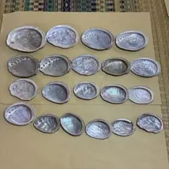 【498】鮑　アワビ　貝殻　光沢　セット　きらきら　銀色　シルバー　ミニ　大型