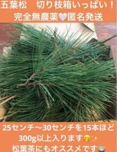 【匿名発送】完全無農薬　松葉茶　五葉松　切り枝　箱いっぱい　しめ縄リース　松