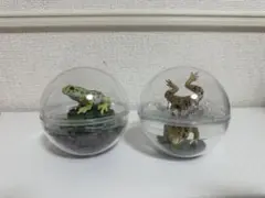カエル カプリウムコレクション イシカワガエル トノサマガエル
