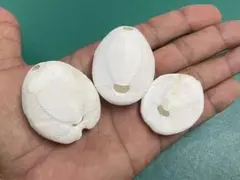 沖縄産ブンブク(3種類)