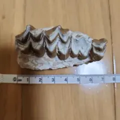 オレオドン上歯 化石