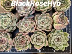 BlackRoseHyb 韓国苗 エケベリア 多肉植物