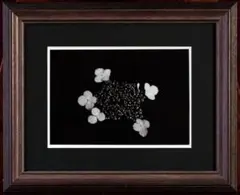 Item thumbnail for item e93ef2c8-f6d2-49eb-968a-7c6b27c6de13