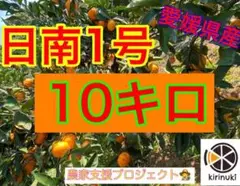 温州みかん10キロ