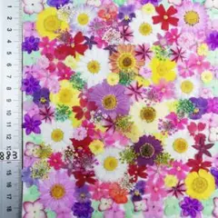 押し花素材　NO883 ノースボール ビオラ 紫陽花　バーベナ 小花　 押し花