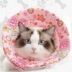 Item thumbnail for item fabeae9c-407a-4440-ac81-6b000856bbe8