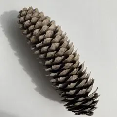 【レア】ドイツトウヒの巨大松ぼっくり