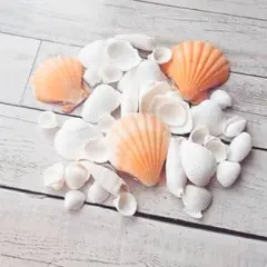 ホワイトシェルミックス １００ｇ