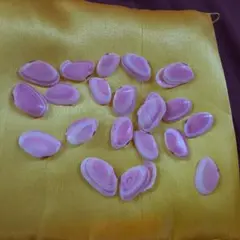 さくら貝