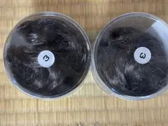 Item thumbnail for item b8b995a5-e6f9-4d84-bf29-e659a0c05830