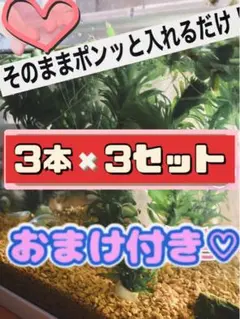 天然 アナカリス 3本✖️5セット マツモ草おまけ付き♡