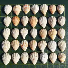 貝殻　セット　35個ミックス【90】