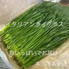 生牧草 イタリアンライグラス 箱いっぱい 詰め合わせ
