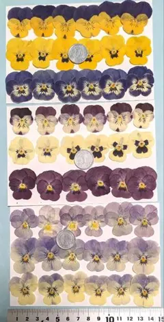 押し花、ビオラ（少し大きめ）