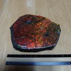 アンモライト　欠片　ドラゴンスキン
