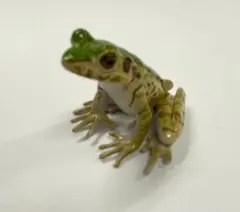海洋堂 カプセルQ 日本の動物コレクション ハナサキガエル（緑色型） フィギュア
