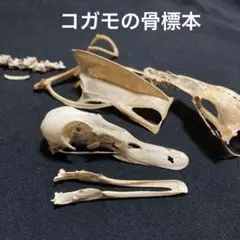 2025年最新】鳥の頭蓋骨の人気アイテム - メルカリ