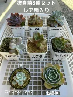 多肉植物 抜き苗8種セット レア種入り②
