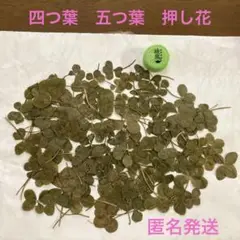 四つ葉と五つ葉の押し花120枚　ハンドメイド　匿名発送