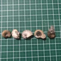 化石 アンモナイト 北海道