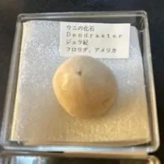 ウニの化石