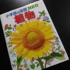 植物