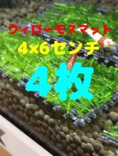 ①【超安値】★水草★ウィローモス★マット(4cm×6cm)★ 4枚★アクアリウム
