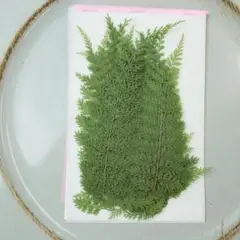 押し花　シダ10枚